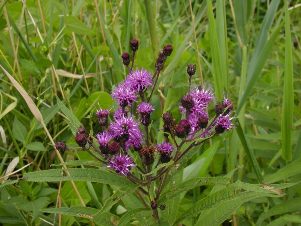 vernonia_noveboracensis_2